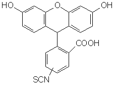5(6)-异硫氰酸荧光素（FITC）