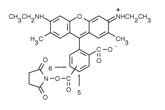 TAMRA|56-޵6G ǰ