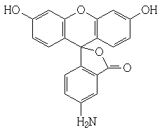5--氨基荧光素（FITC）