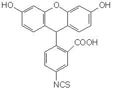 5-ӫأFITC