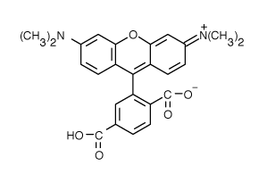 TAMRA|6-羧基四甲基罗丹明